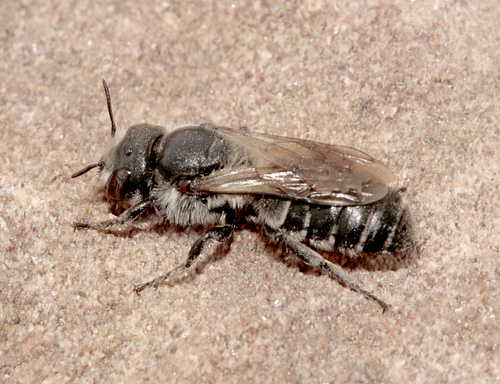 Populi Bilddatenbank · BilderEnzyklopädie der Insekten und Planzenwelt