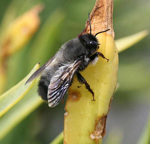 Populi Bilddatenbank · BilderEnzyklopädie der Insekten und Planzenwelt