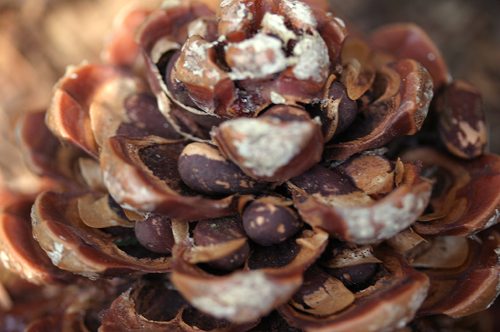 Populi Bilddatenbank · BilderEnzyklopädie der Insekten und Planzenwelt